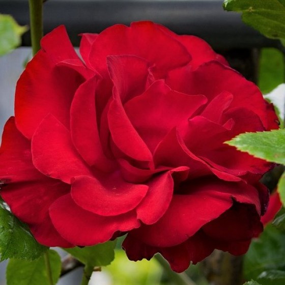 Die Kletterrose Sympathie mit üppiger Blütenfülle, rot, ist ein Spreizklimmer und eignet sich gut für Rosenbogen oder Fassadenbegrünung